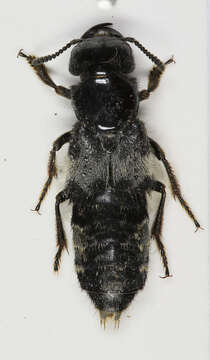 Image of Hairy Rove Beetle