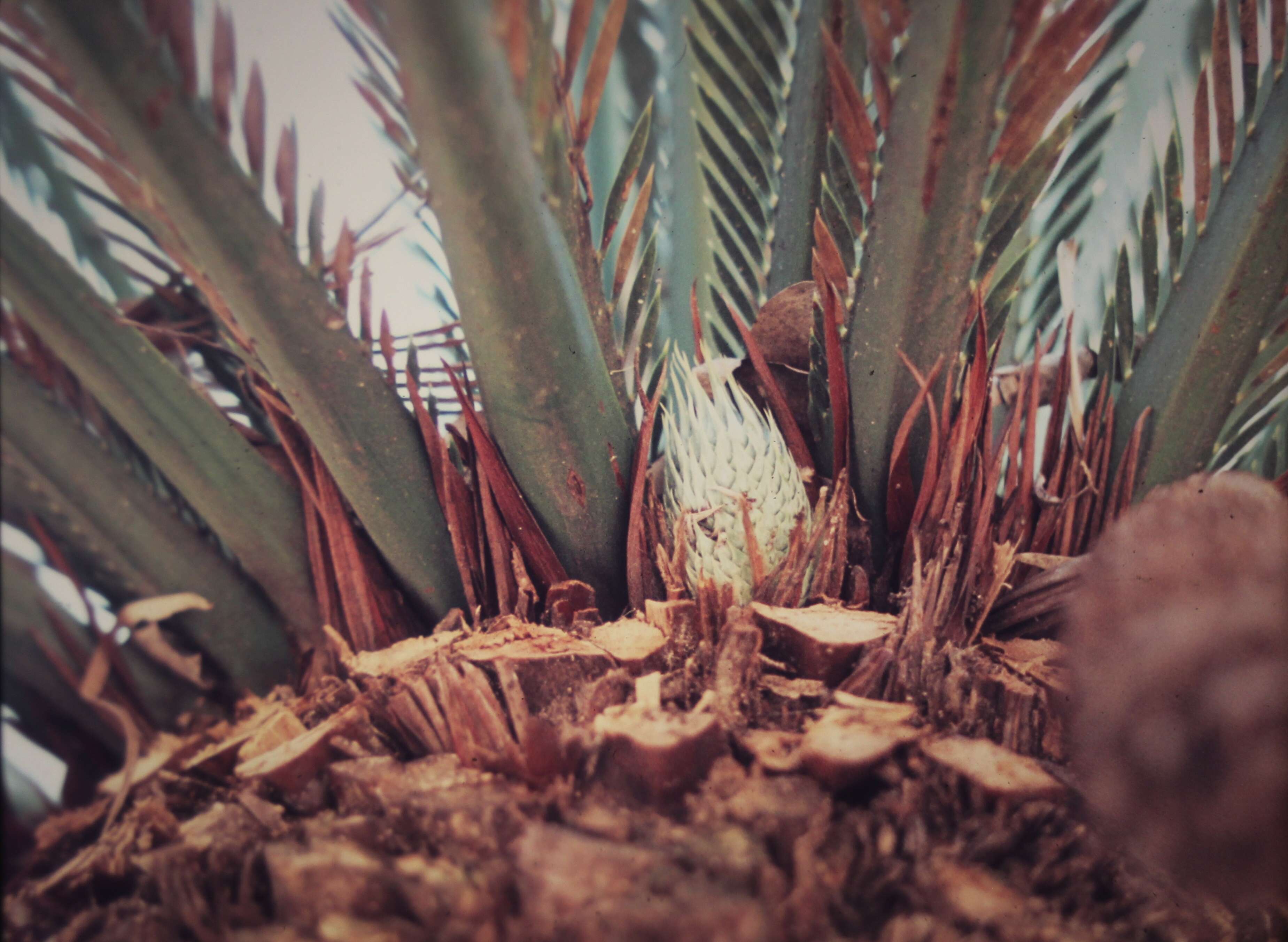 Image de Macrozamia moorei F. Muell.