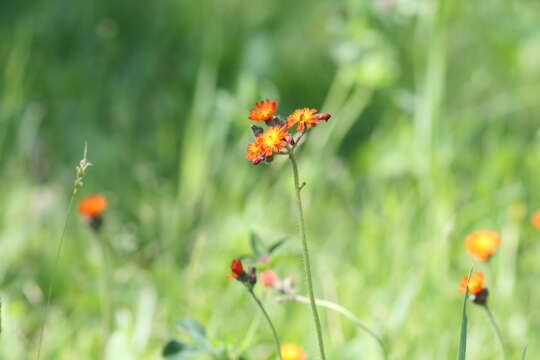 Image de Pilosella aurantiaca subsp. aurantiaca