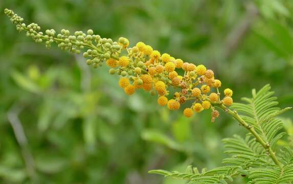 Image of Vachellia nilotica subsp. kraussiana (Benth.) Kyal. & Boatwr.