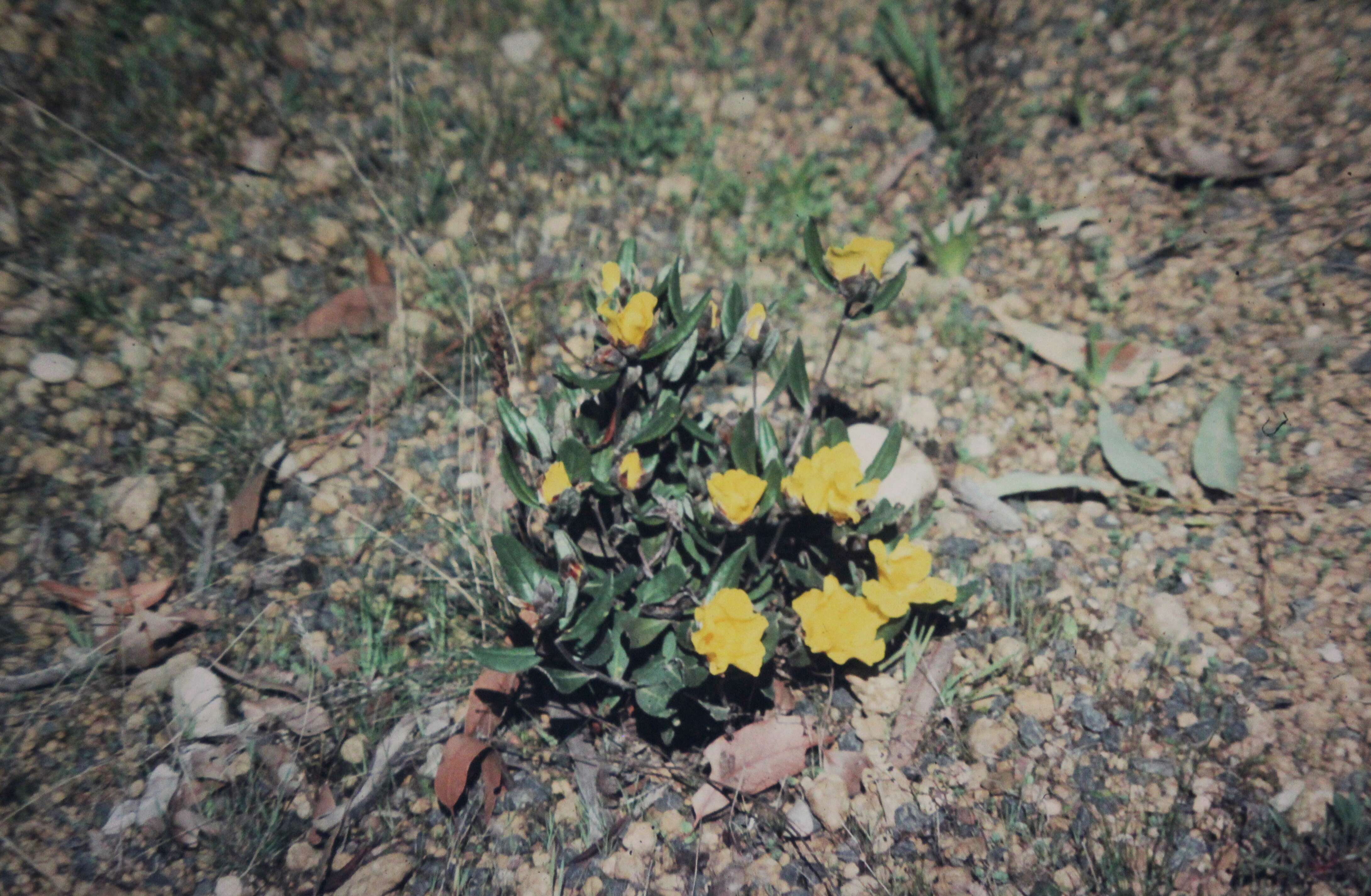Image of Hibbertia montana Steud.