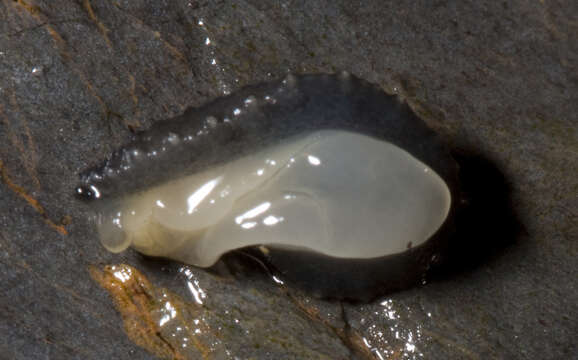 Image of celtic sea slug