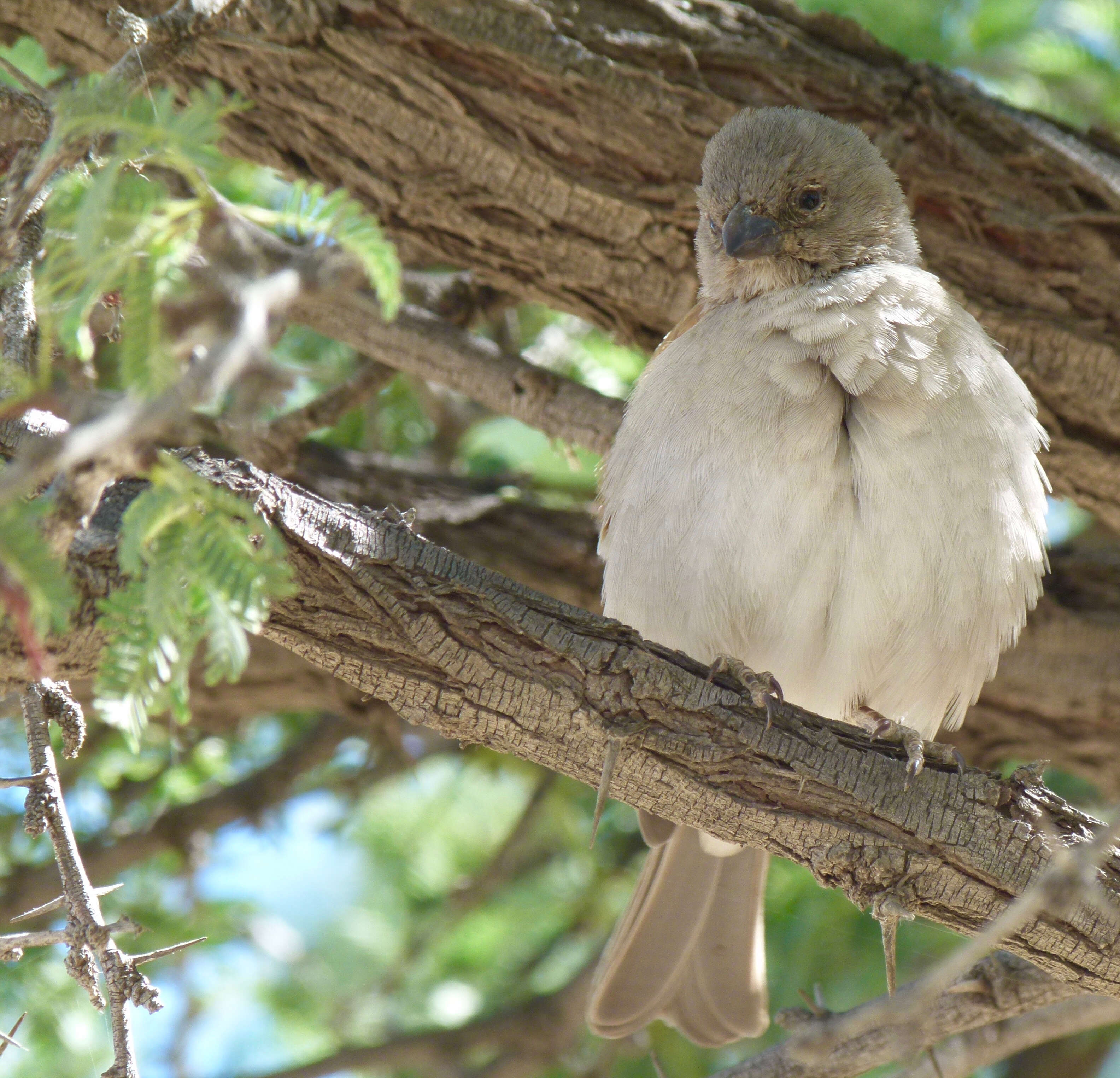 Image of Cape Sparrow