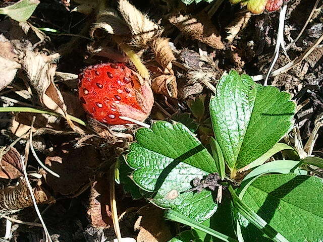 Image de Fragaria chiloensis (L.) Duchesne