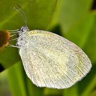 Image of Eurema