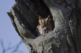 Image of Screech owl