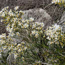 Image of Olearia rosmarinifolia (DC.) Benth.