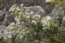 Image of Olearia rosmarinifolia (DC.) Benth.