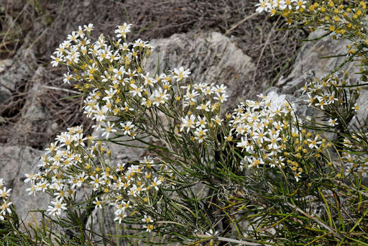 Olearia rosmarinifolia (DC.) Benth. resmi