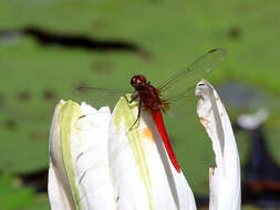 Слика од Rhodothemis lieftincki Fraser 1954