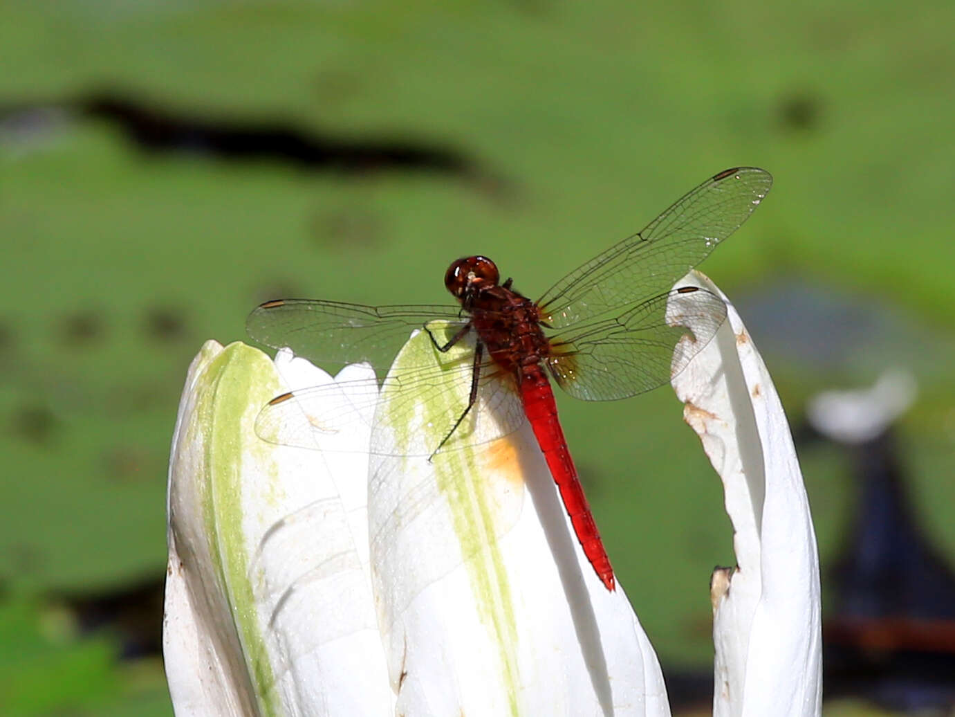 Image of Rhodothemis Ris 1909