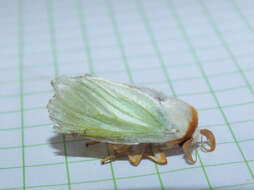 Image of slug caterpillar moths