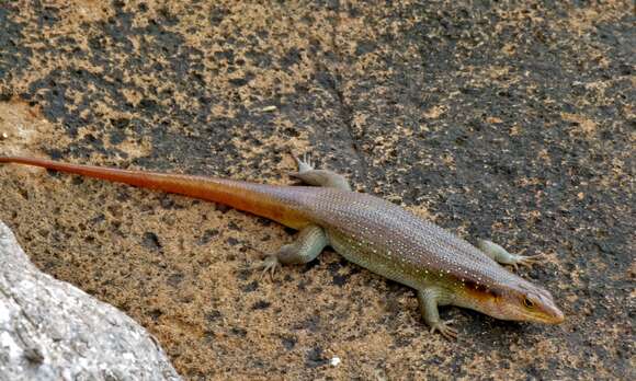 Image de Trachylepis margaritifera (Peters 1854)