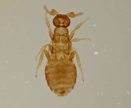 Слика од Eulophidae