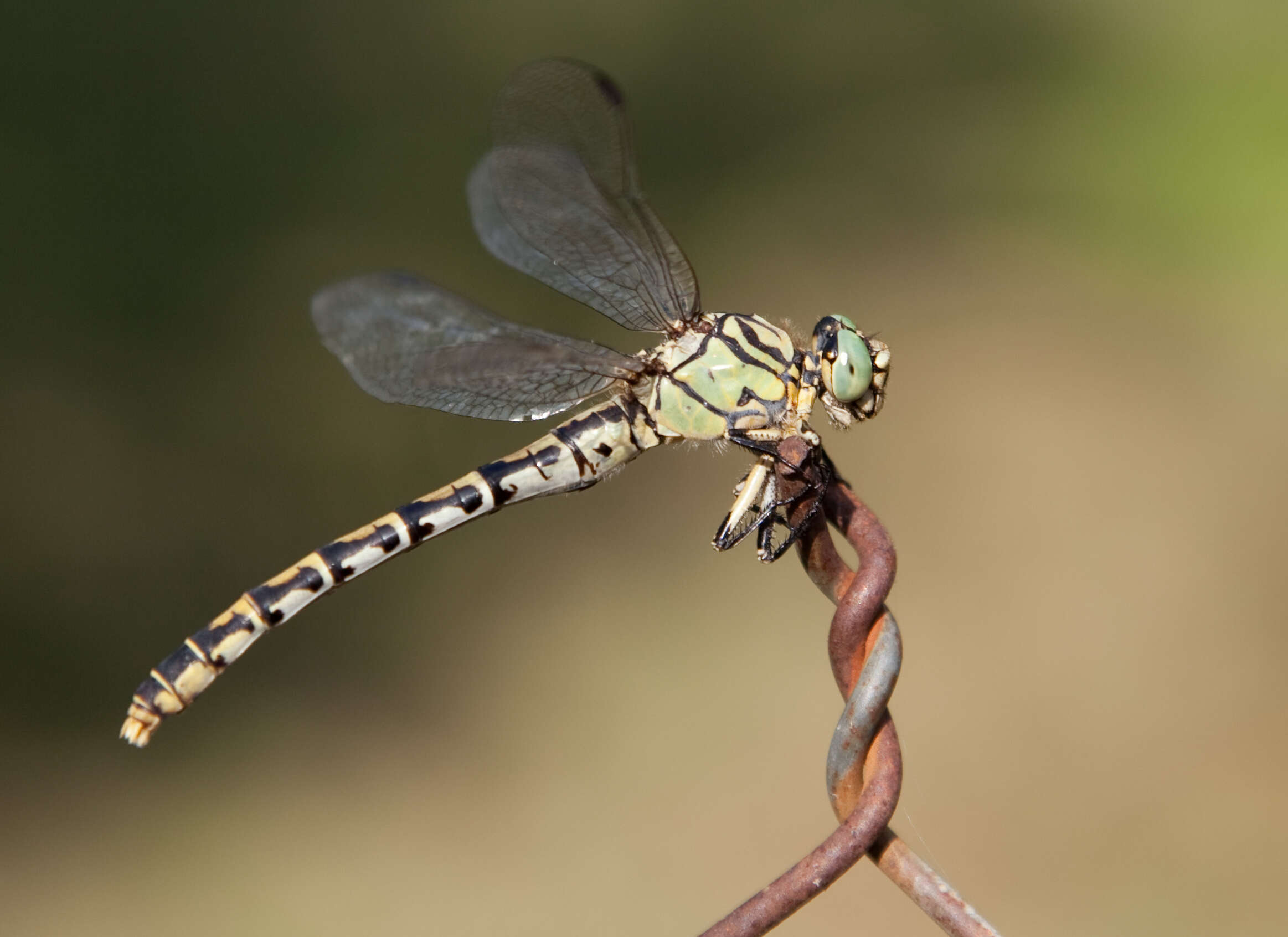 Imagem de Onychogomphus Selys 1854