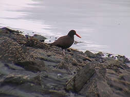 Image of oystercatchers