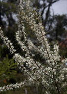 Imagem de Hakea teretifolia (Salisb.) Britten