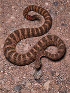 Image of Tiger Rattlesnake