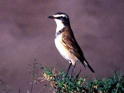 Image of Capped Wheatear