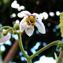 Слика од Solanum sandwicense Hook. & Arn.