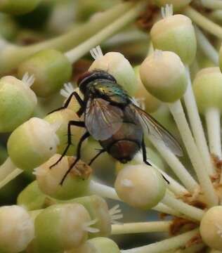 Image of house fly