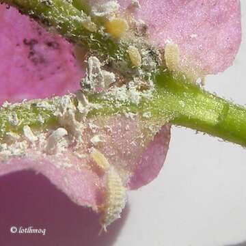 Image of mealybugs