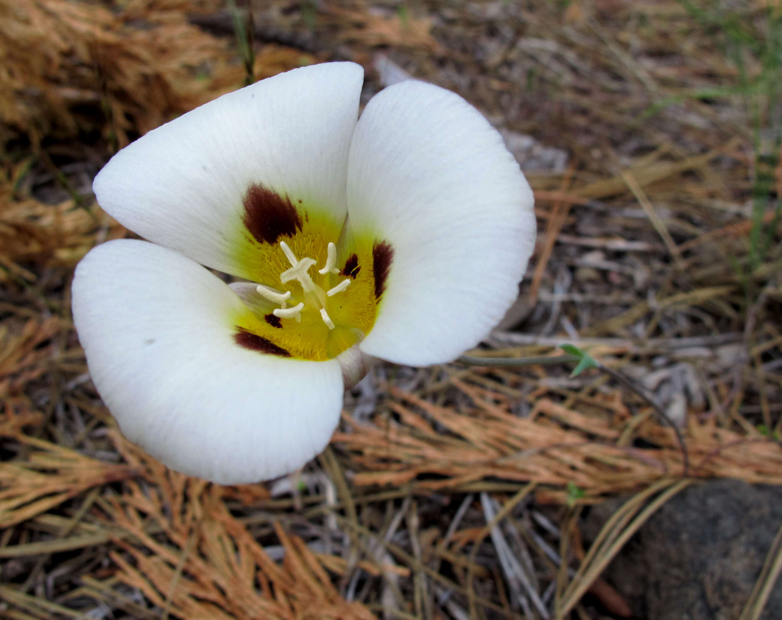 Calochortus leichtlinii Hook. fil. resmi