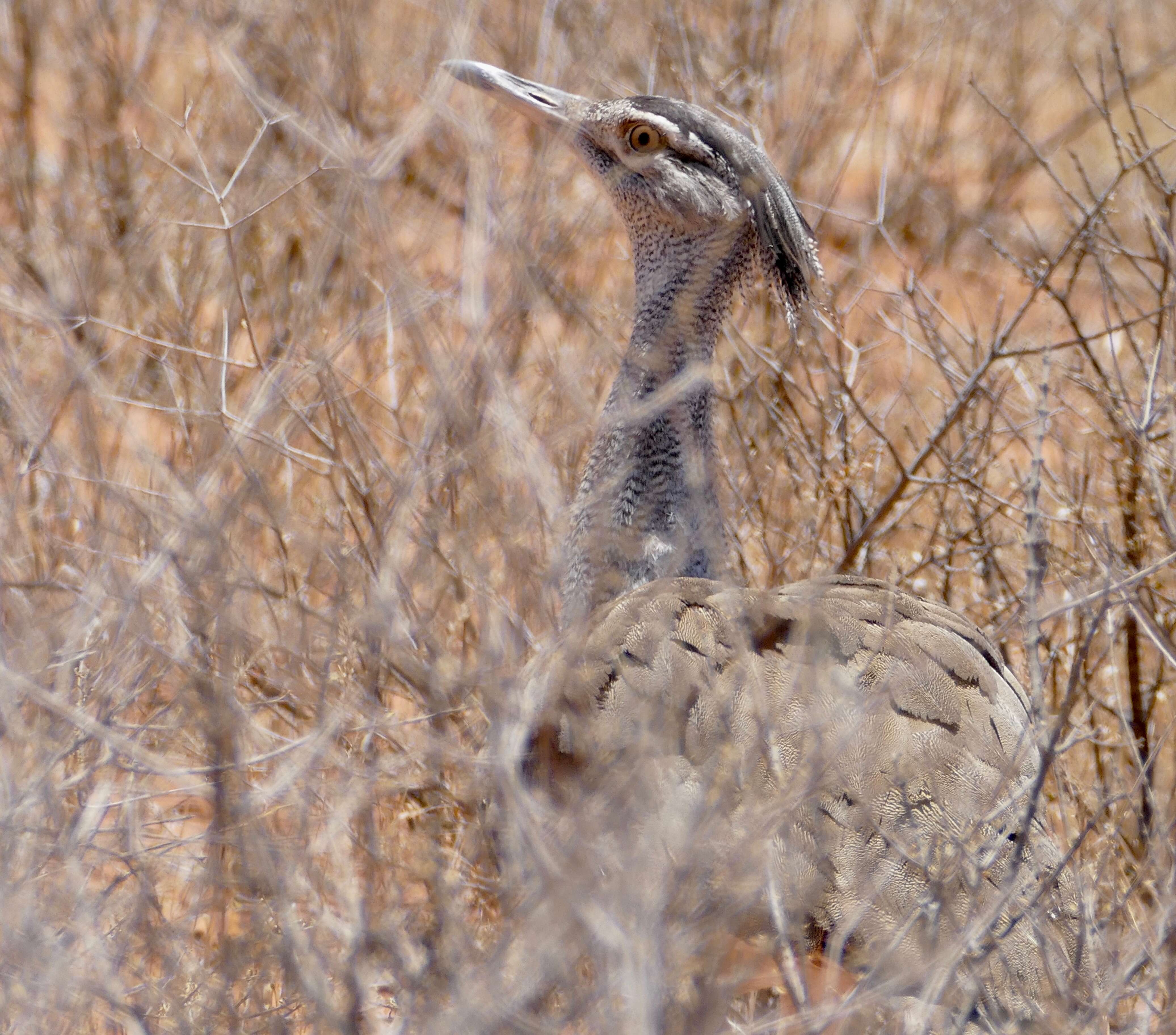 Image of Kori Bustard