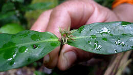 Image of Herpetacanthus