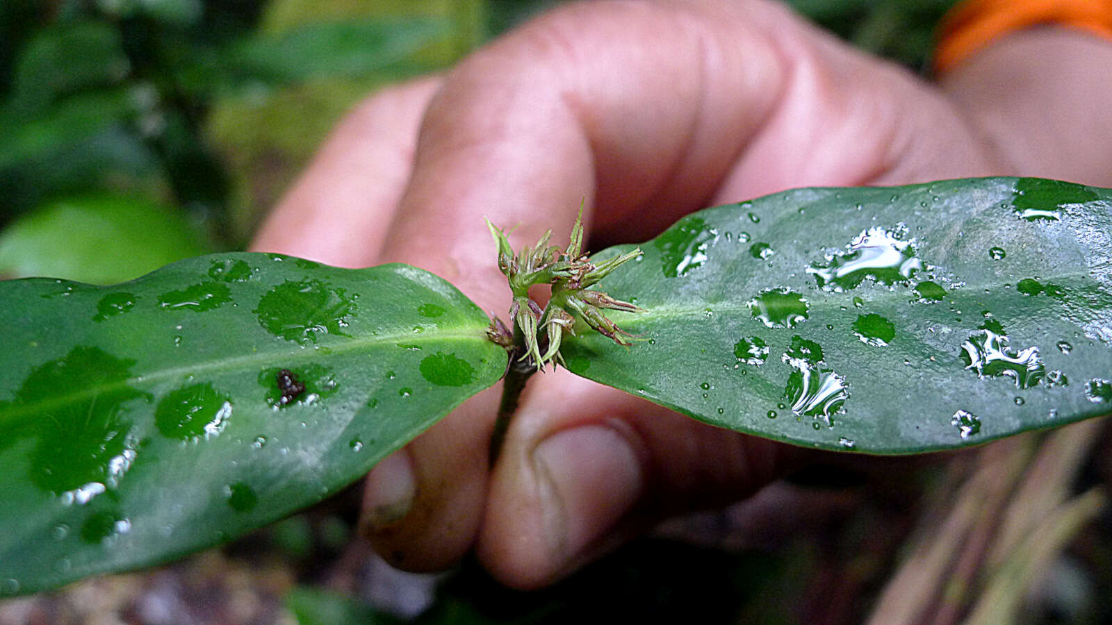 Herpetacanthus resmi