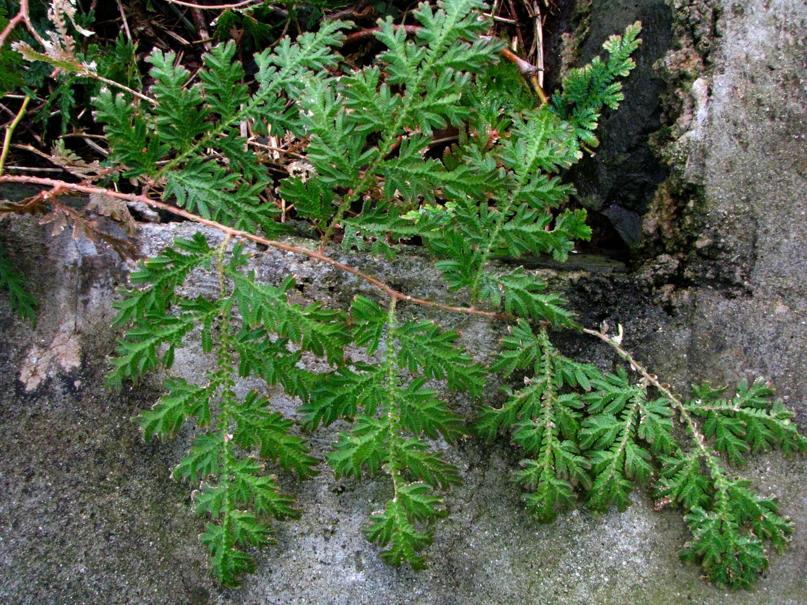 Image of Willdenow's spikemoss