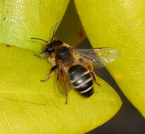 Image of Mining Bees