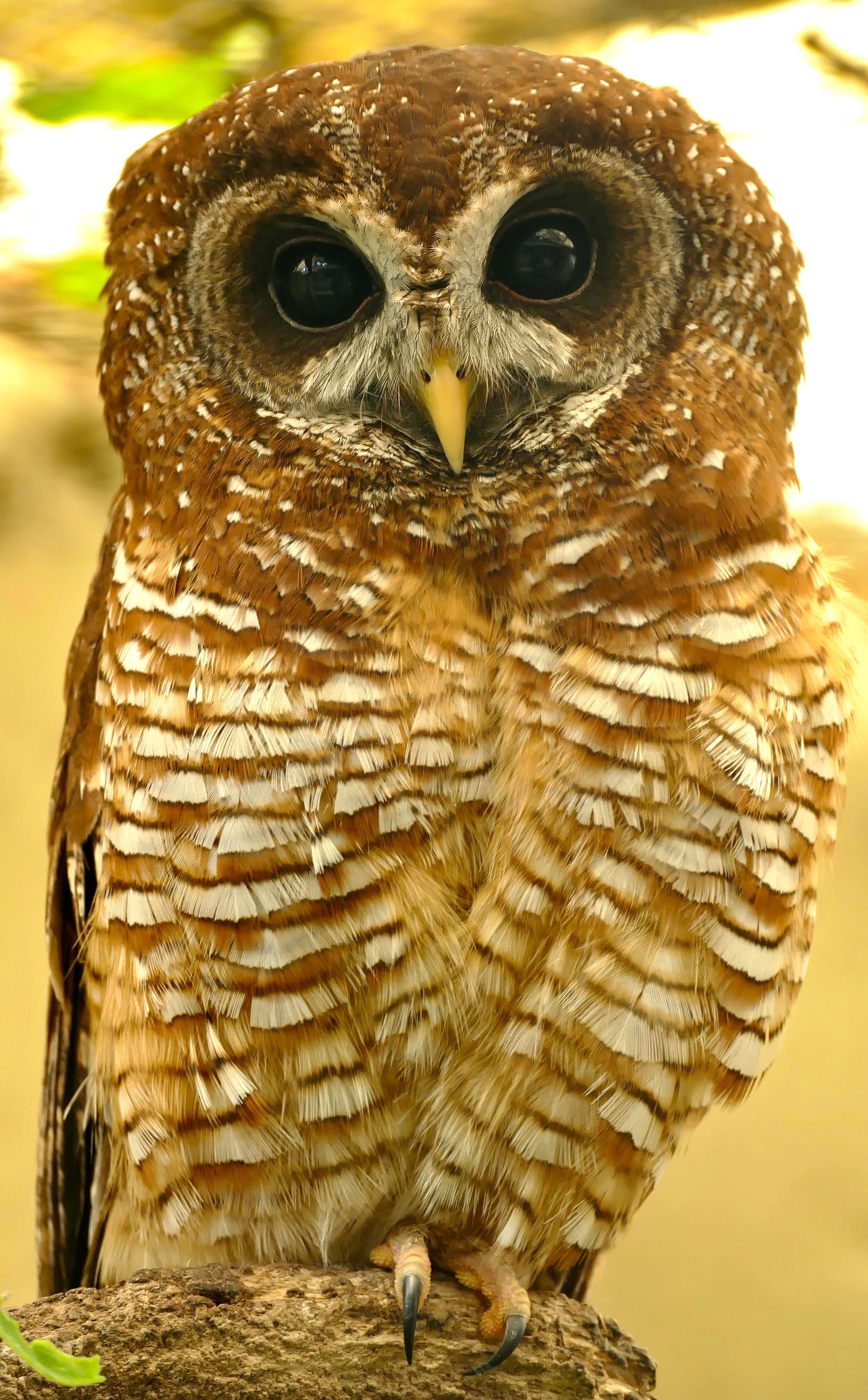 Image of African Wood Owl