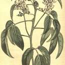 Слика од Psoralea glandulosa L.