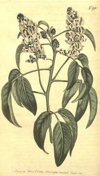 Image of Psoralea glandulosa L.