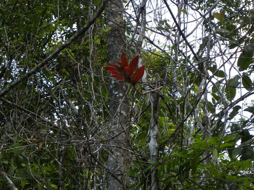 Imagem de Columnea raymondii C. V. Morton