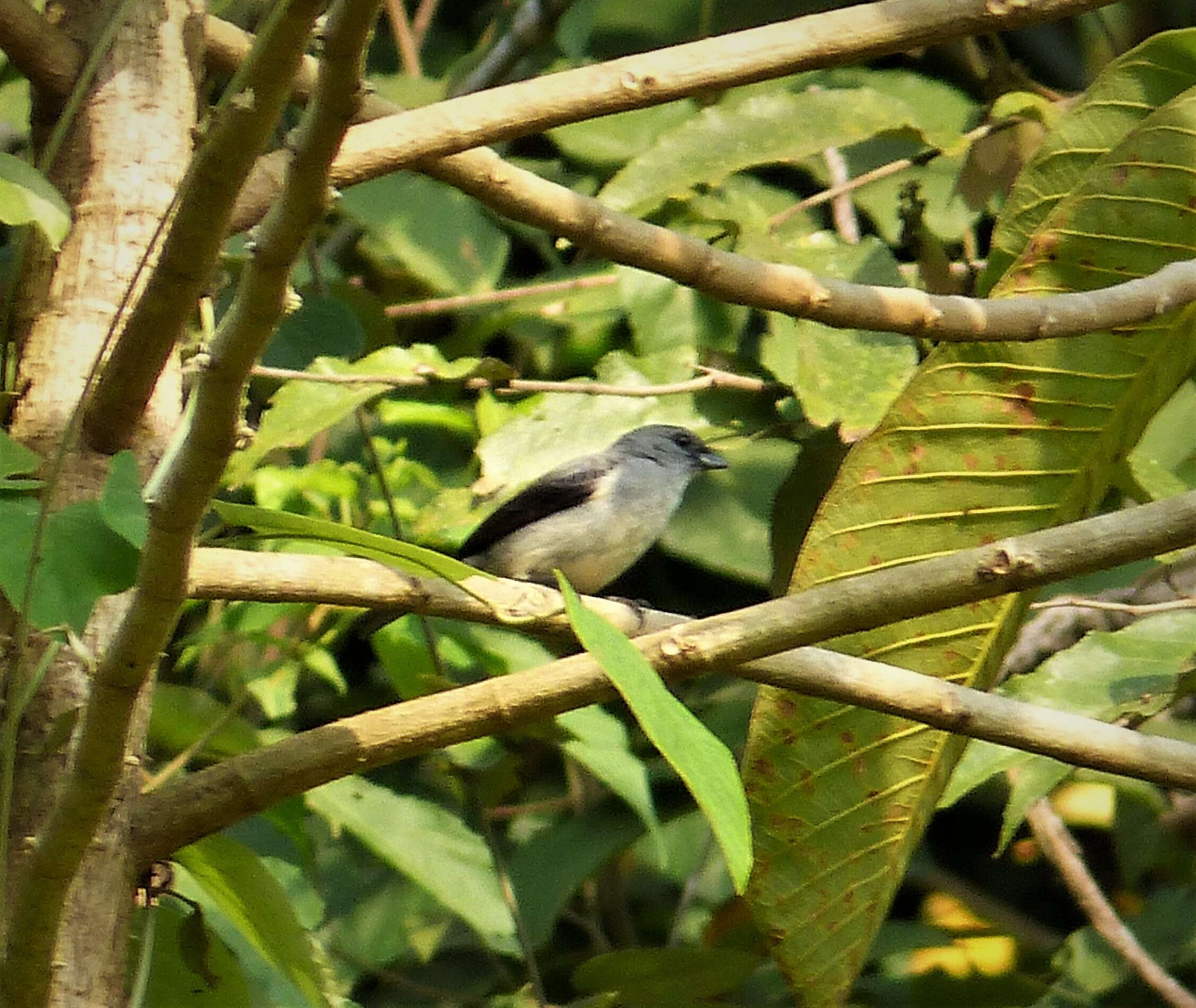 Image of Plain-colored Tanager