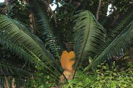 Image of bread tree