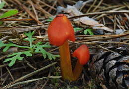 Image de Hygrophore conique