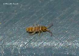 Image of Springtail