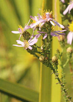 Image of Walter's aster