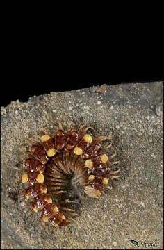 Image of Flat-backed Millipedes