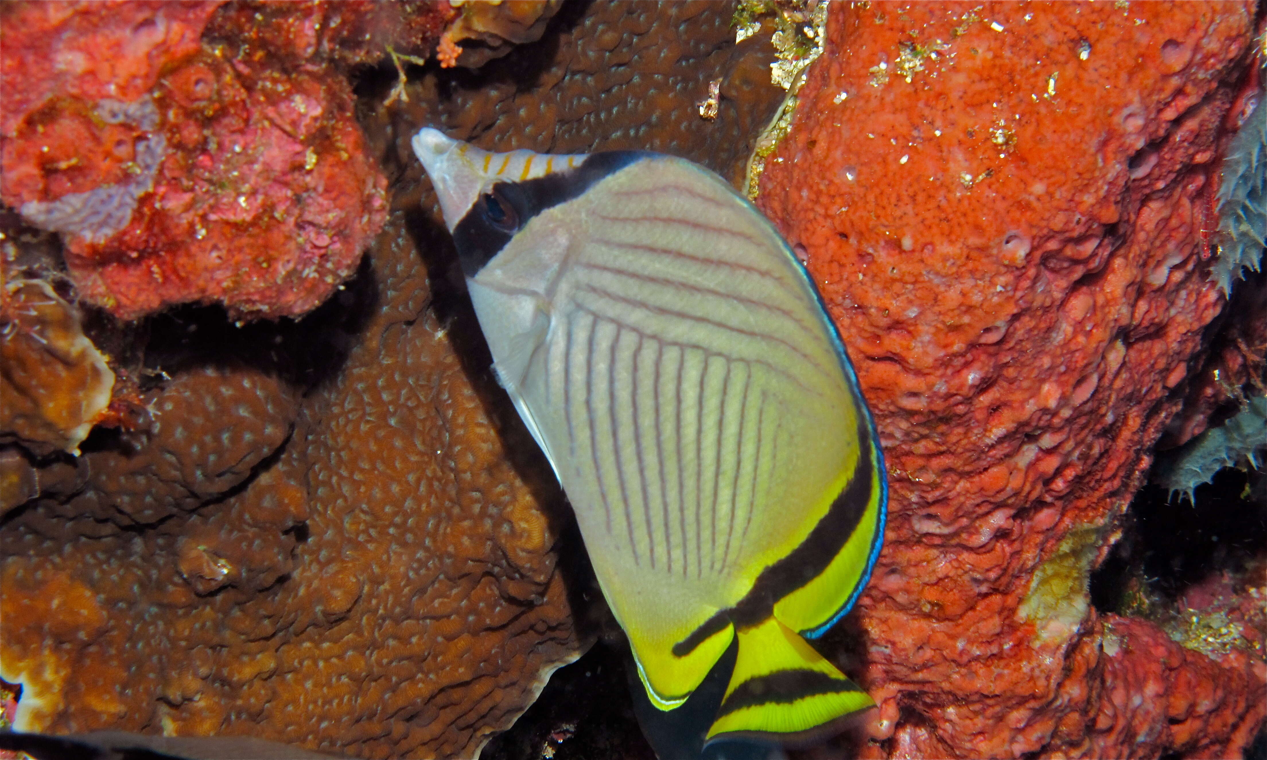 Image of Butterfly fish