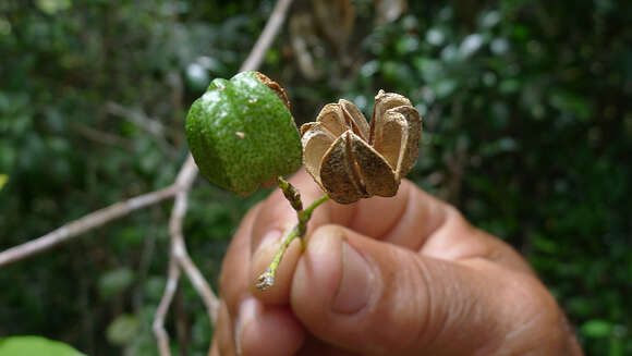 Image of Galipea revoluta Pirani