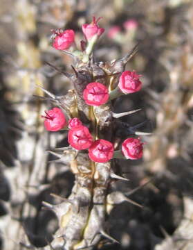 Imagem de Euphorbia corniculata R. A. Dyer