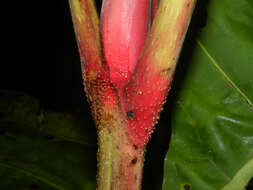 Image of Pentagonia macrophylla Benth.