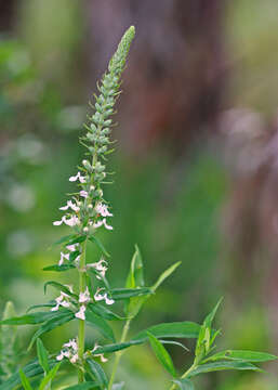 Слика од Teucrium canadense L.