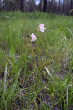 Image of spiked hoarypea