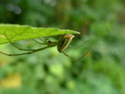 Sivun Leucauge granulata (Walckenaer 1841) kuva