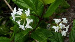 Image of Lantana radula Sw.